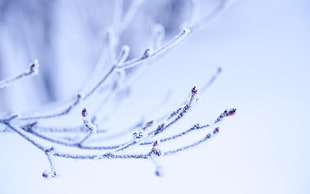shallow focus photography of white tree branch